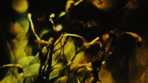 A Study in Natural Magic — foto 1