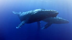 Whale Wisdom — foto 2
