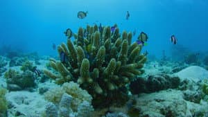 Can We Save the Reef? — foto 2