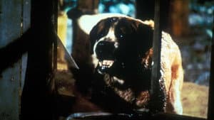 Cujo — foto 10