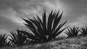 Magueyes — foto 1