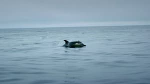 Ireland's Deep Atlantic — foto 6