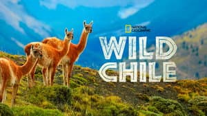 Wild Chile — foto 2