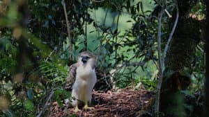 Bantay Bukid — foto 1