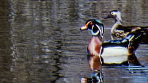 Water Birds — foto 1