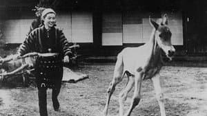 馬 — foto 1