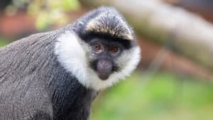 Monkey Life — foto 3