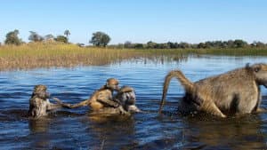 Démocraties animales — foto 1