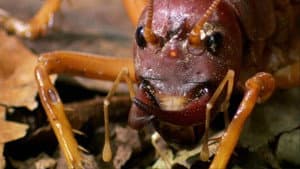 The World's Biggest and Baddest Bugs — foto 1