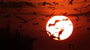 Incredible Bats — foto 1