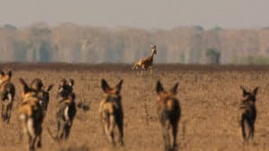 Return of the Predators — foto 4