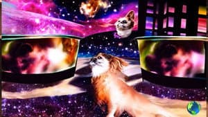 a DOG's LIFE in the UNIVERSE — foto 1