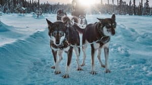 Snow Dogs: Into the Wild — foto 1