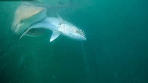 Bull Shark Bandits — foto 3