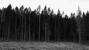 Non lasciarmi — foto 1