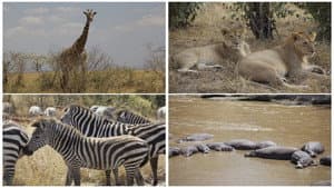 3D Safari: Africa — foto 1