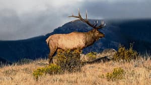 The Olympic Elk — foto 4