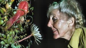 Margaret Mee and the Moonflower — foto 1