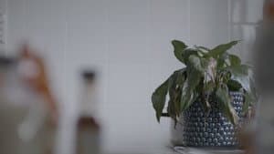 The Pot Plant — foto 3