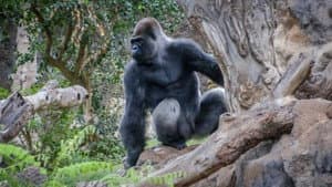 Gorillas: Rumble in the Jungle — foto 1