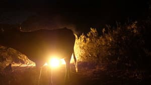 Luces del desierto — foto 2