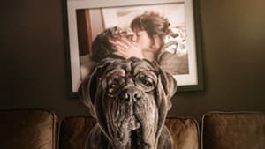 Mon chien stupide — foto 1