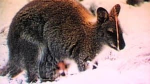 Nature's Strangest Creatures — foto 1