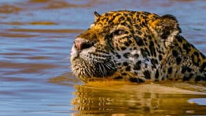 Jaguar vs. Krokodille — foto 4