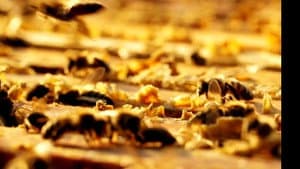 The Honey Bee — foto 2