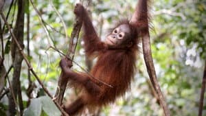 Orang-Utans - Borneos Waldmenschen — foto 5