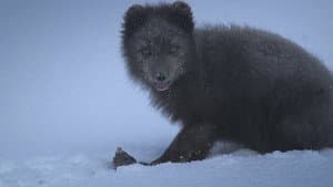 The Arctic Fox: Still Surviving — foto 1
