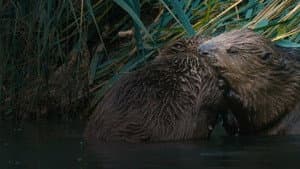 Castor, la force de la nature — foto 1