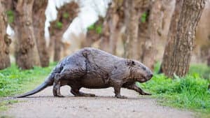 La Hollande sauvage - Dans l'oeil du delta — foto 1