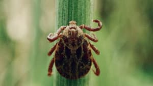 La pègre animale: la vie secrète des parasites — foto 1