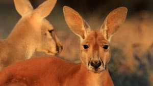 The Kangaroo King — foto 1