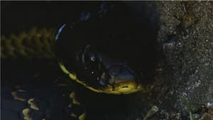 Snake Island: Wild & Deadly — foto 4