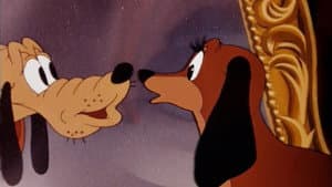 Canine Casanova — foto 1