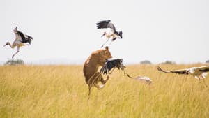 Wild Covid, pandemia salvaje — foto 1