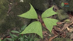 Botanist Francis Hallé Explains... — foto 3