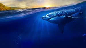 Maui Shark Mystery — foto 4