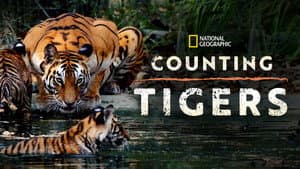 Counting Tigers — foto 4