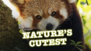 Nature's Cutest — foto 1