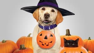 The Dog Who Saved Halloween — foto 1