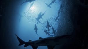 Shark Kingdom — foto 1