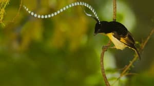 Winged Seduction: Birds of Paradise — foto 2