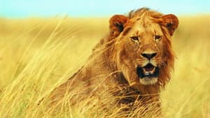 Walking with Lions — foto 1
