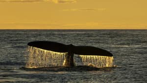 Sea Change: The Gulf of Maine — foto 3
