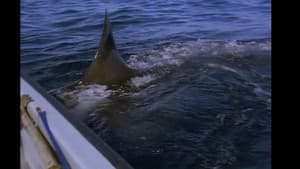 Great White Shark - The Silent Stalker — foto 1
