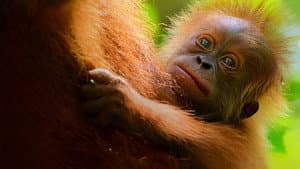 La vida secreta de los orangutanes — foto 1