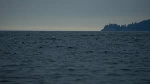 Don't think about the Pink Dolphins — foto 1